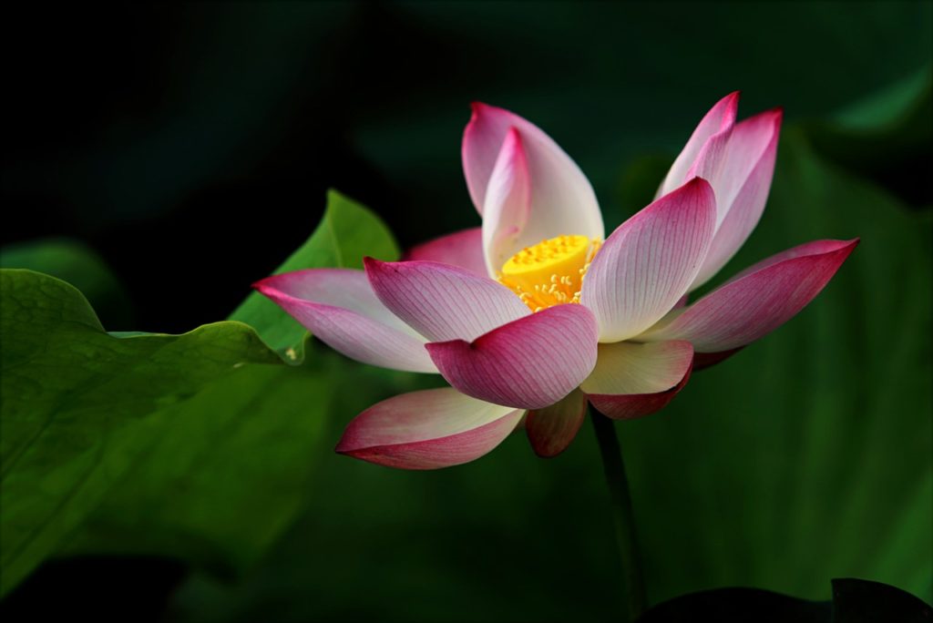 Dramatic lighting lotus flower