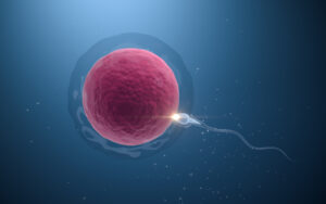 The union of sperm and an egg cell, 3d rendering.